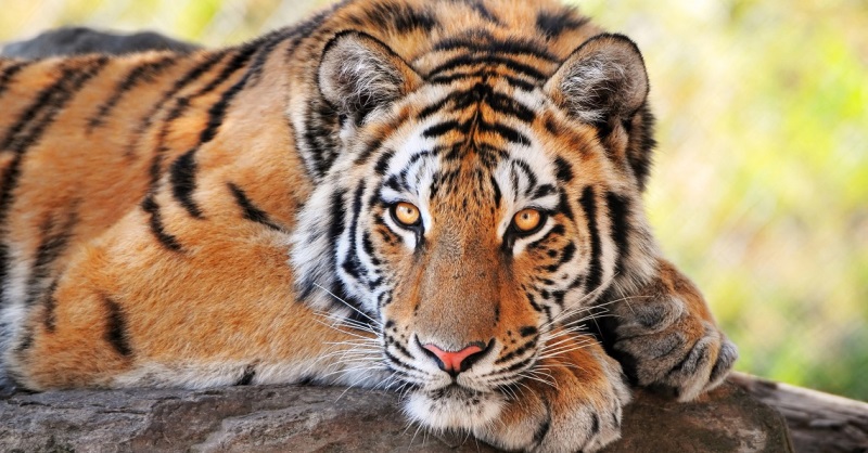 Visita con noi! – Il Museo di Zoologia